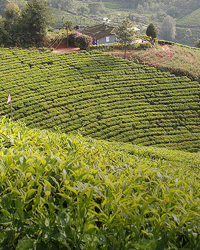  The Tea Trail 