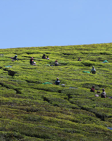  Biodiversity and Balance 