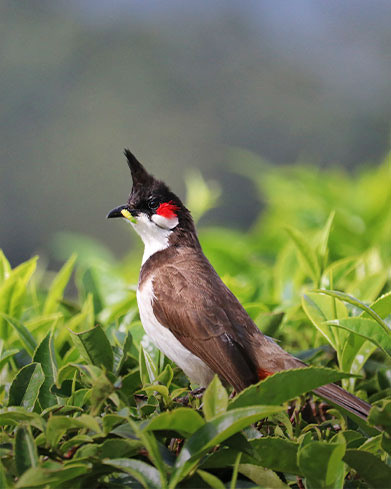  Bird Watching & Herping 