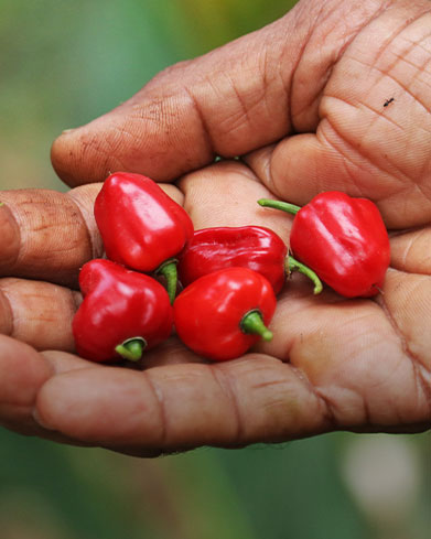  Culinary Spice Story 